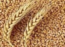اجرای بیمه اجباری گندم و دانه‌های روغنی از پایان آذر