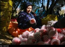 تولید ۱ میلیون و ۳۴۰ هزار تن انار در کشور