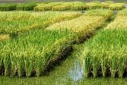 پیش بینی ۷۱ میلیارد تومان اعتبار برای اجرای جهش تولید برنج