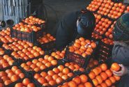 قیمت میوه‌های تنظیم بازاری شب عید اعلام شد