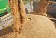 واردات ۱۰۰ هزار تن جو برای توزیع با قیمت مصوب