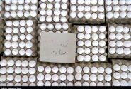 قیمت تخم مرغ سقوط کرد