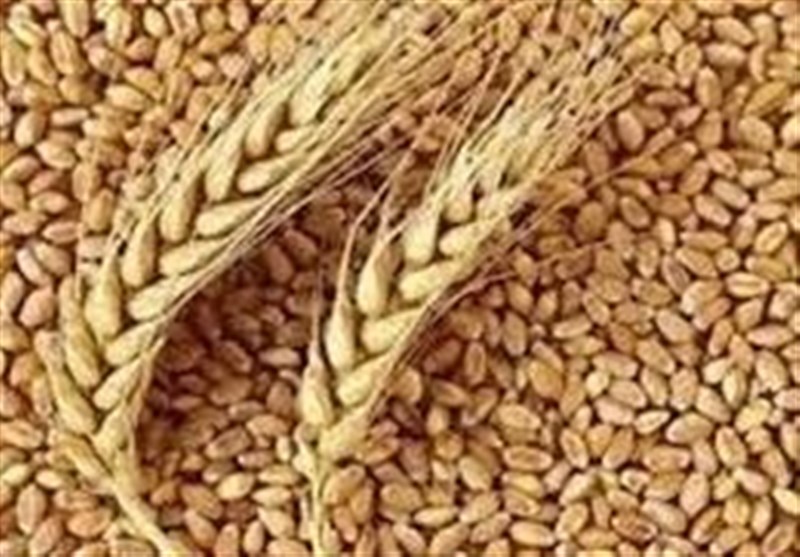 پیش‌بینی وزارت جهادکشاورزی از افت شدید تولید گندم امسال