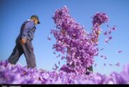 دانشنامه زعفران رونمایی شد