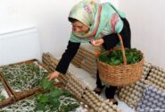 ۹۰درصد مشاغل خانگی در اختیار زنان است