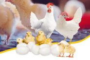 صادرات مرغک به عراق در اوج تنش جنگ با رژیم صهیونیستی