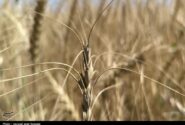 ارقام جدید گندم نان برای مناطق سردسیر رونمایی شد