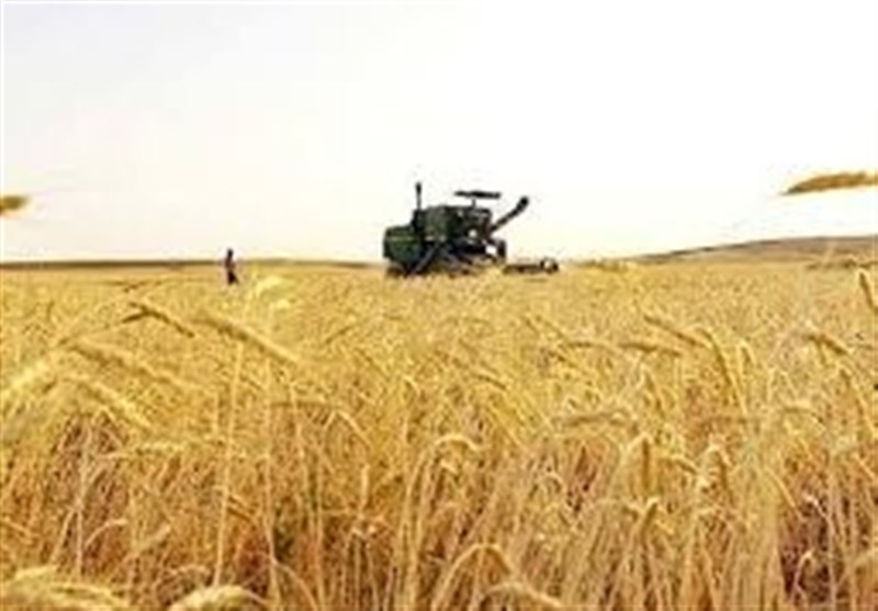 خرید تضمینی گندم از مرز ۵.۶ میلیون تن گذشت