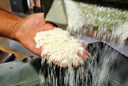 نقدی بر رویکرد واردات به جای تولید برنج/سازمان تحقیقات راه‌حل پایدار ارائه کند