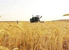 تکذیب پرداخت کامل مطالبات گندمکاران/ قیمت گندم بلاتکلیف ماند