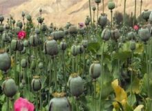 خشخاشِ وزارت بهداشت یا شقایقِ ستاد مبارزه با مواد مخدر؛ کدام کِشت می‌شود؟