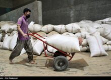 سیاست‌های غلط دولتی بازار برنج را متلاطم کرد